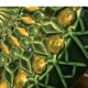 Magnificent and Huge Fruit Basket with Gold Highlights from the 50s-70s