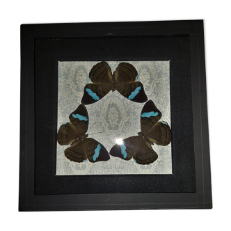 Natural history entomology frame with butterflies nessaea hewitsoni