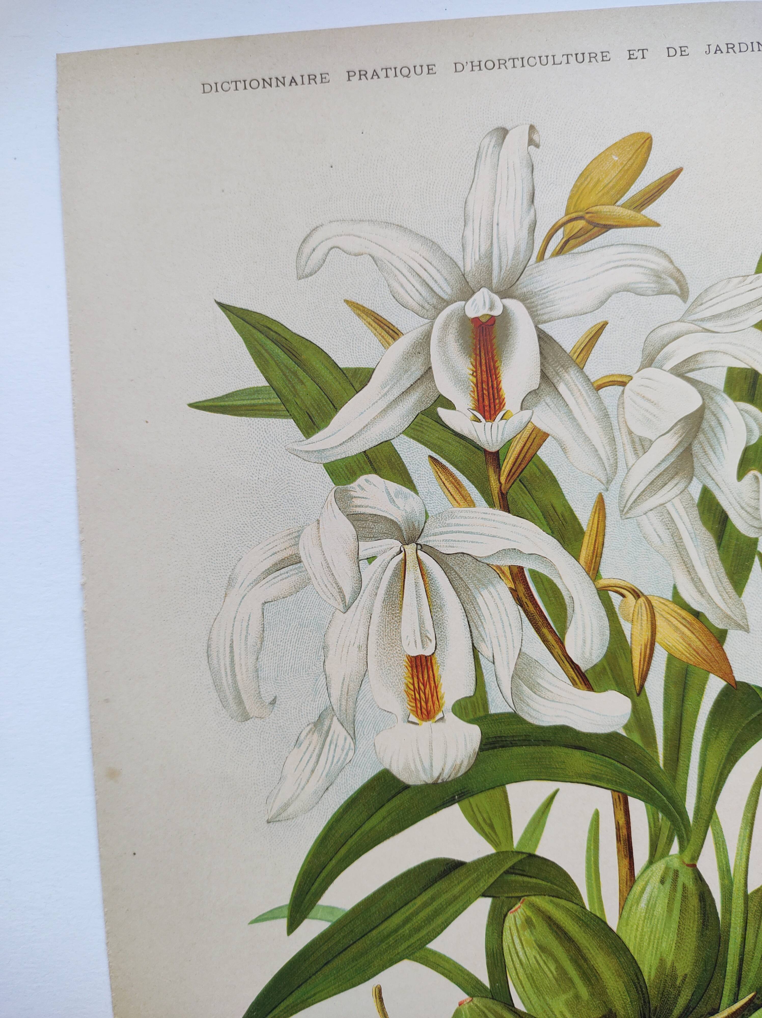 Lithographie ancienne de 1897. Coelogyne crêtée .Planche originale.  Gravure de fleurs par A.Lefevre