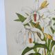 Lithographie ancienne de 1897. Coelogyne crêtée .Planche originale.  Gravure de fleurs par A.Lefevre