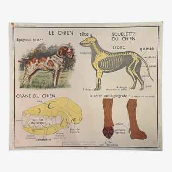 School poster The Dog and the Insectivores Montmorillon Rossignol