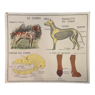 School poster The Dog and the Insectivores Montmorillon Rossignol
