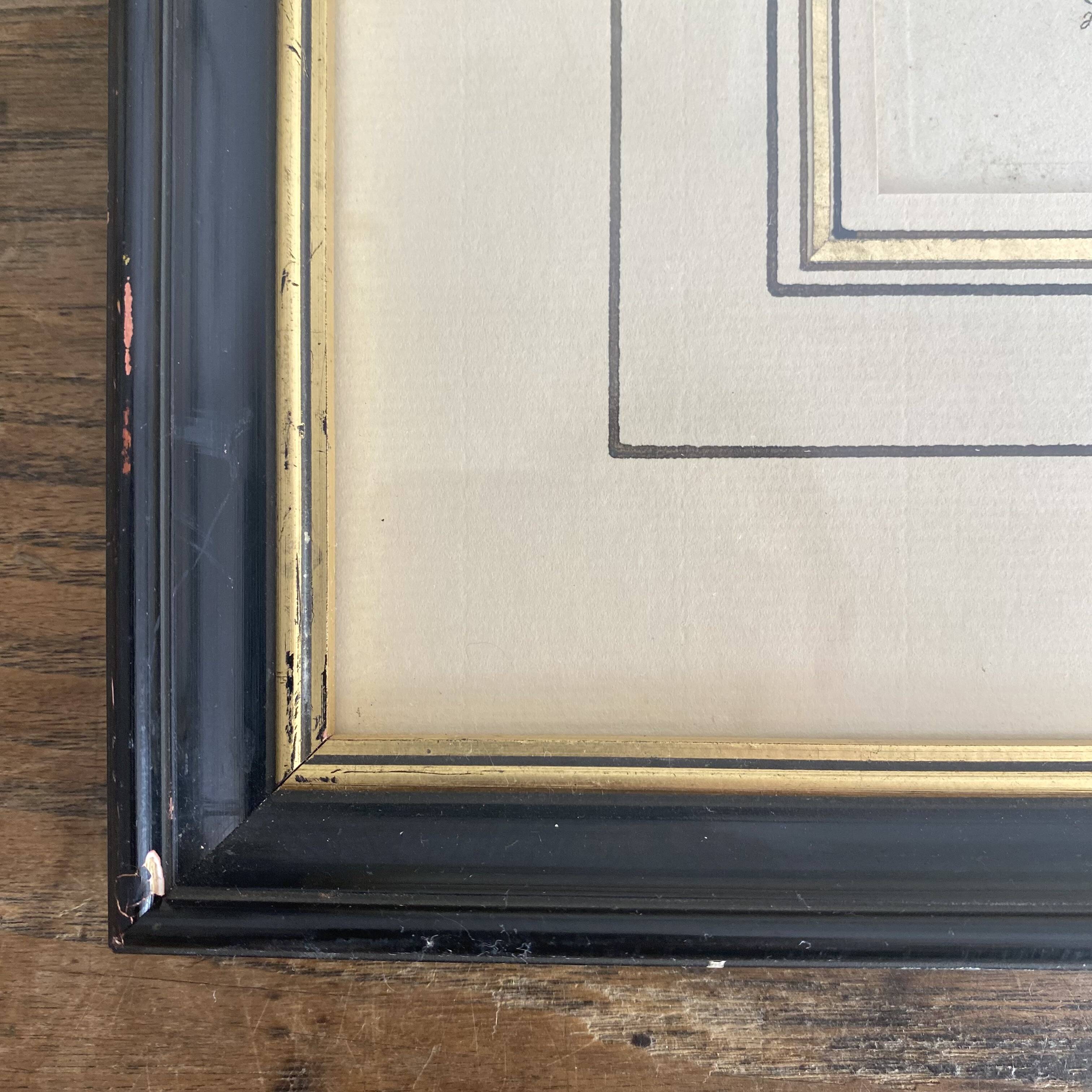 Old framed engraving of birds "red grouse"
