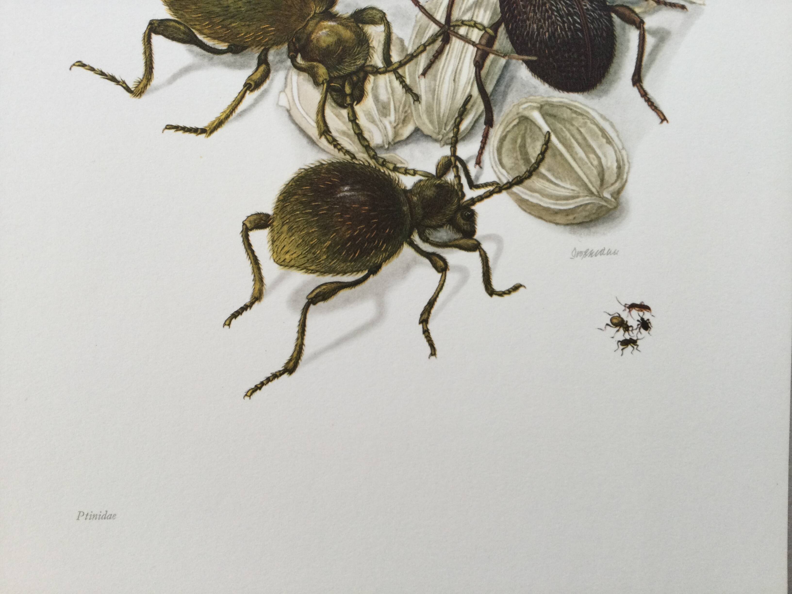 Antique illustration of insects, original plate, 1960s