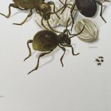 Antique illustration of insects, original plate, 1960s