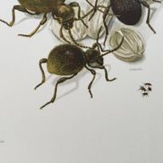 Antique illustration of insects, original plate, 1960s