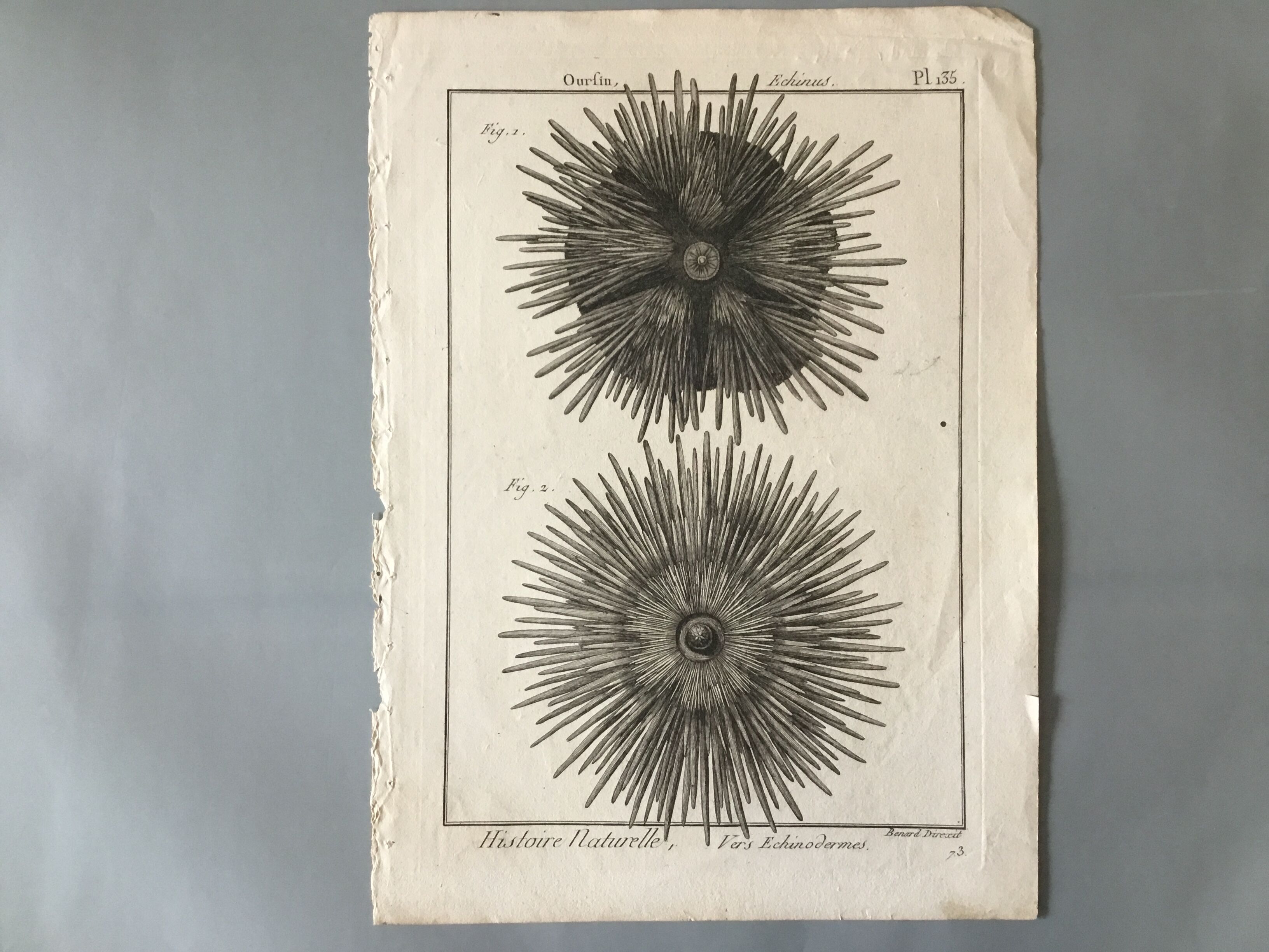 Lots of 4 old engravings, Natural History, Botany