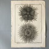 Lots of 4 old engravings, Natural History, Botany