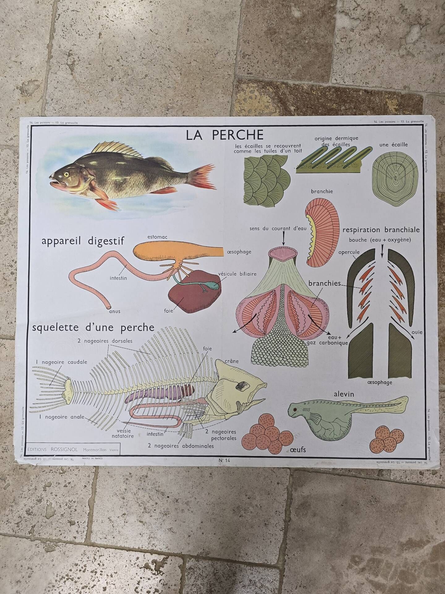 Educational poster nightingale