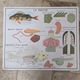 Educational poster nightingale
