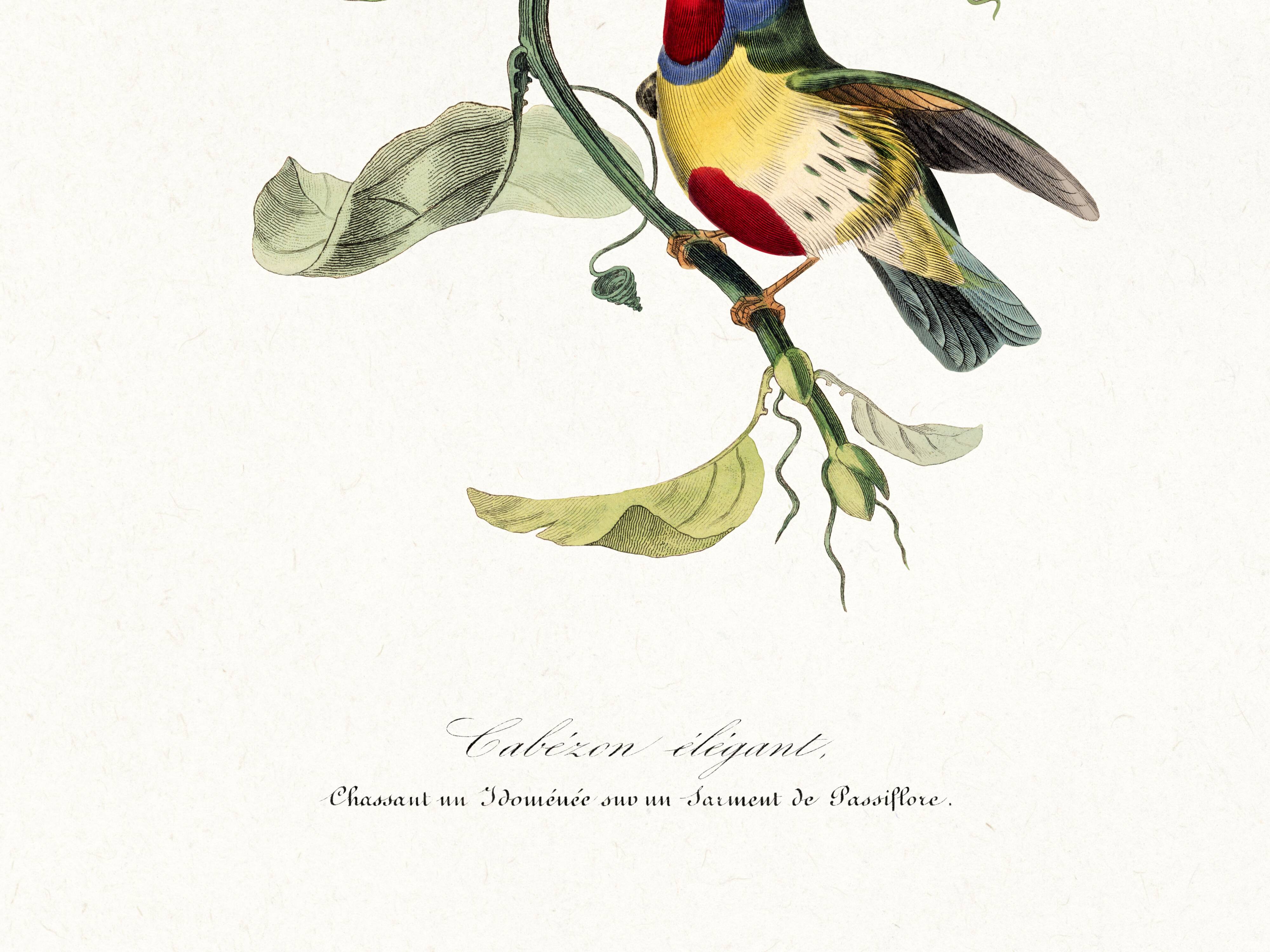 Poster featuring the elegant Cabezón (exotic bird), based on an engraving