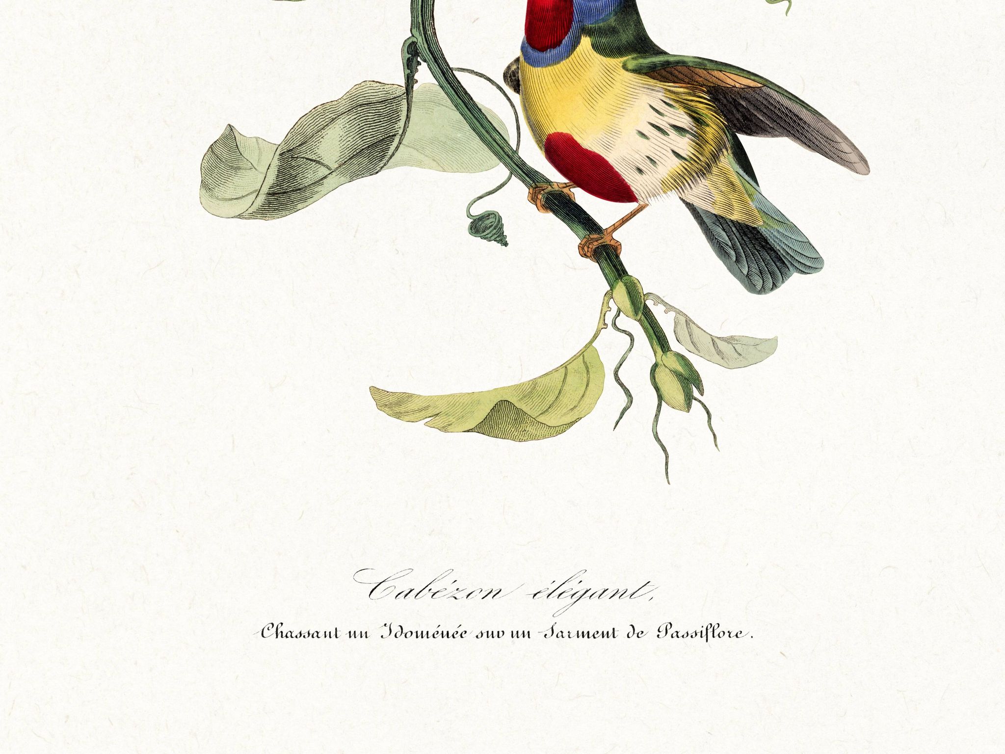 Poster featuring the elegant Cabezón (exotic bird), based on an engraving
