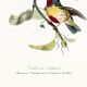 Poster featuring the elegant Cabezón (exotic bird), based on an engraving