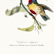 Poster featuring the elegant Cabezón (exotic bird), based on an engraving