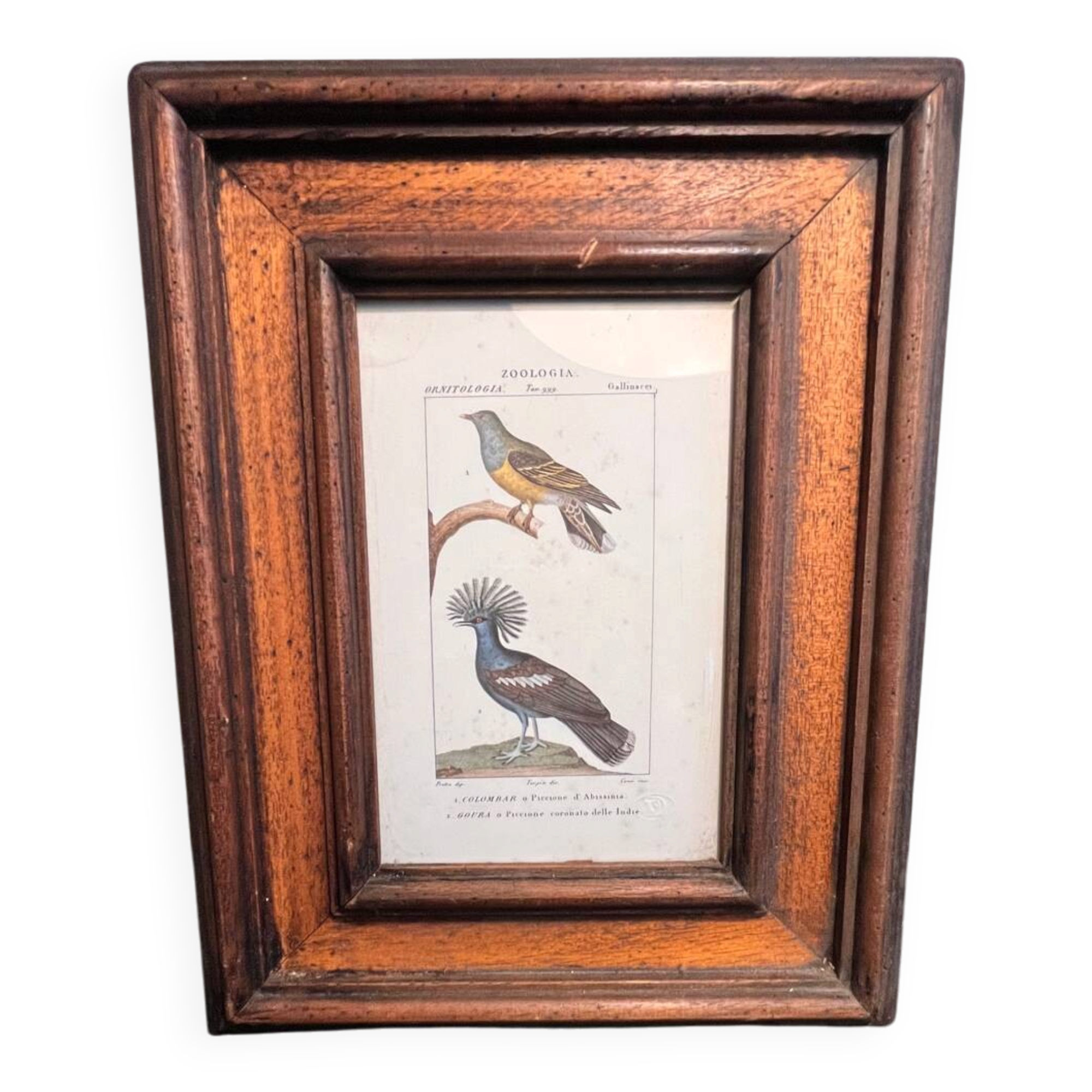 Ornithological engraving