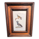 Ornithological engraving