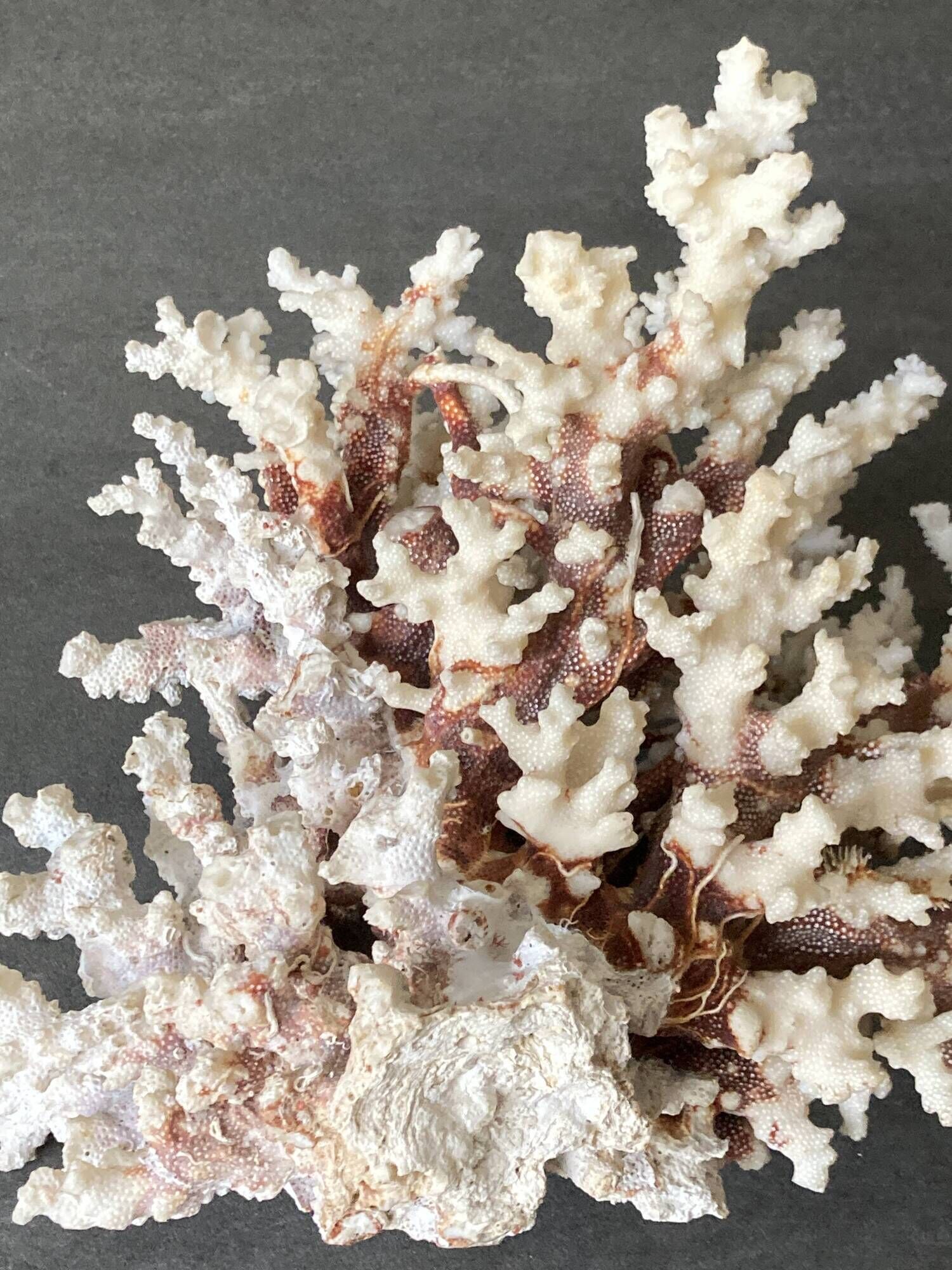 Corail blanc grand modèle 1960 sur bois sculpté