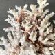 Corail blanc grand modèle 1960 sur bois sculpté