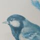 Blue tit in charcoal on board under glass, signed