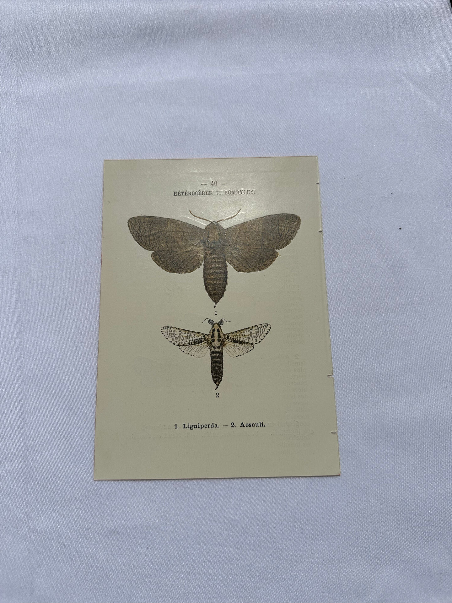 Naturalist engraving butterfly 19th century Botanical plate drawing art