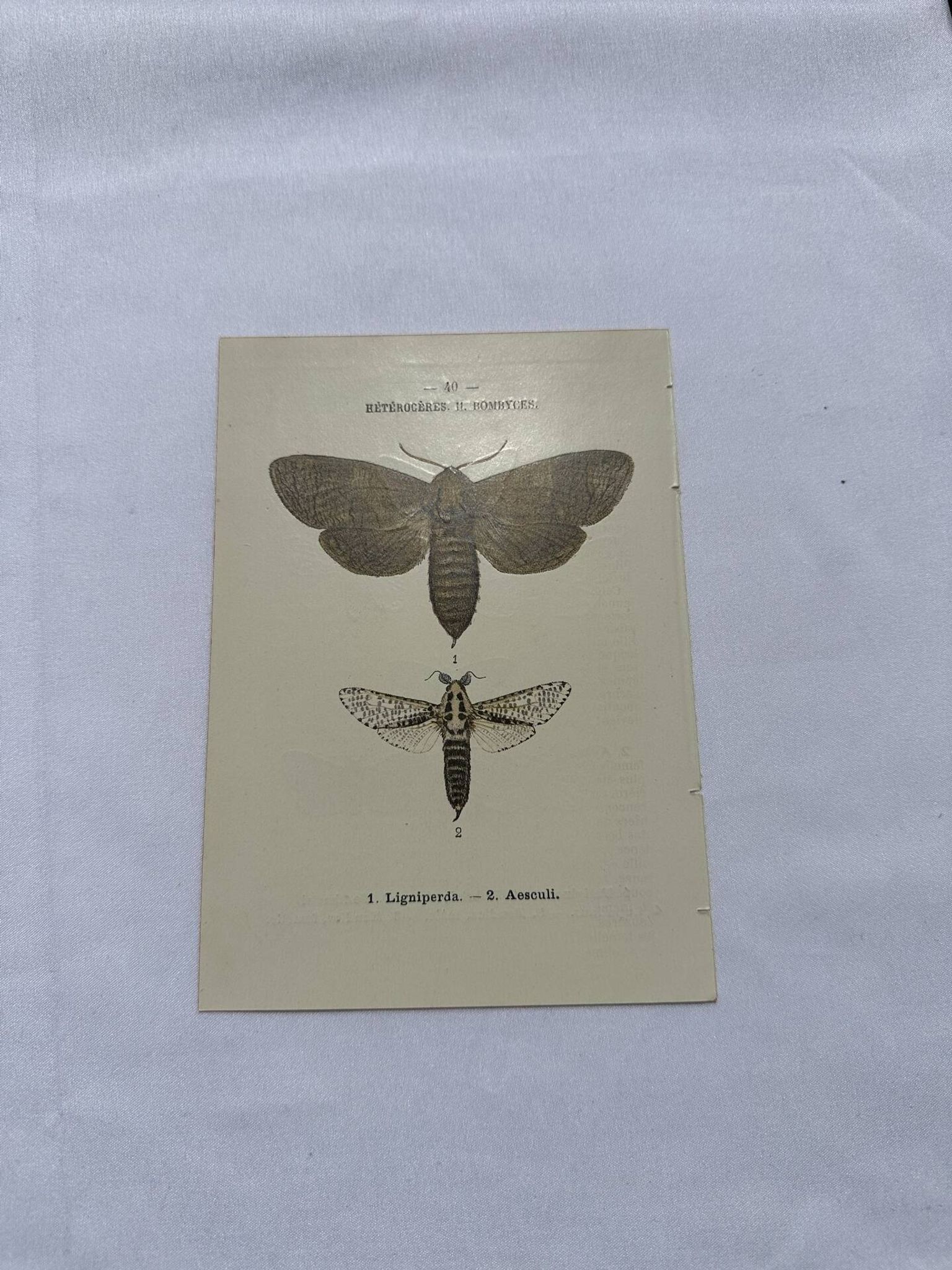 Naturalist engraving butterfly 19th century Botanical plate drawing art