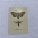 Naturalist engraving butterfly 19th century Botanical plate drawing art