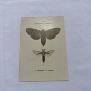 Naturalist engraving butterfly 19th century Botanical plate drawing art