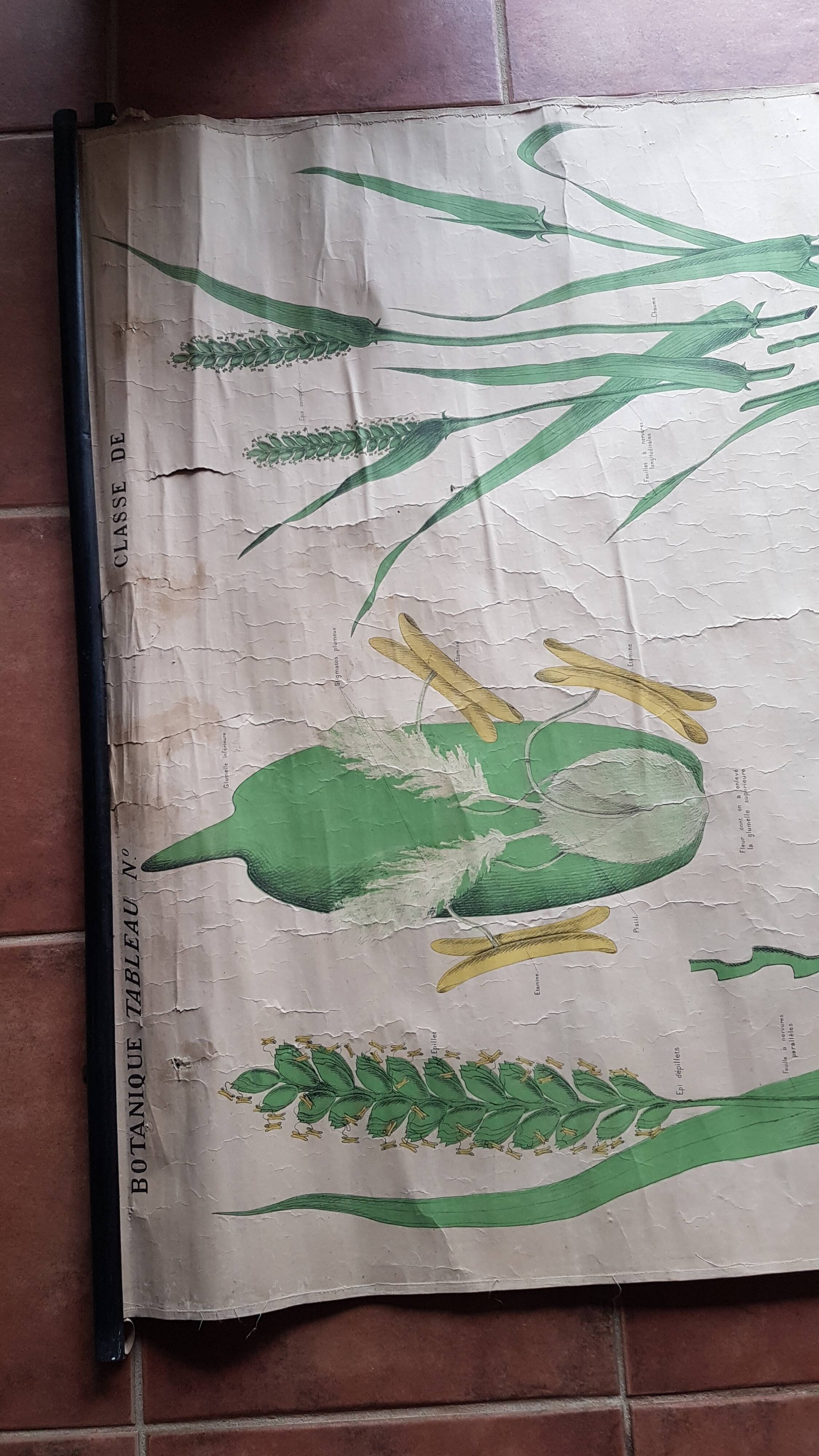 Ancienne affiche Deyrolle - le blé