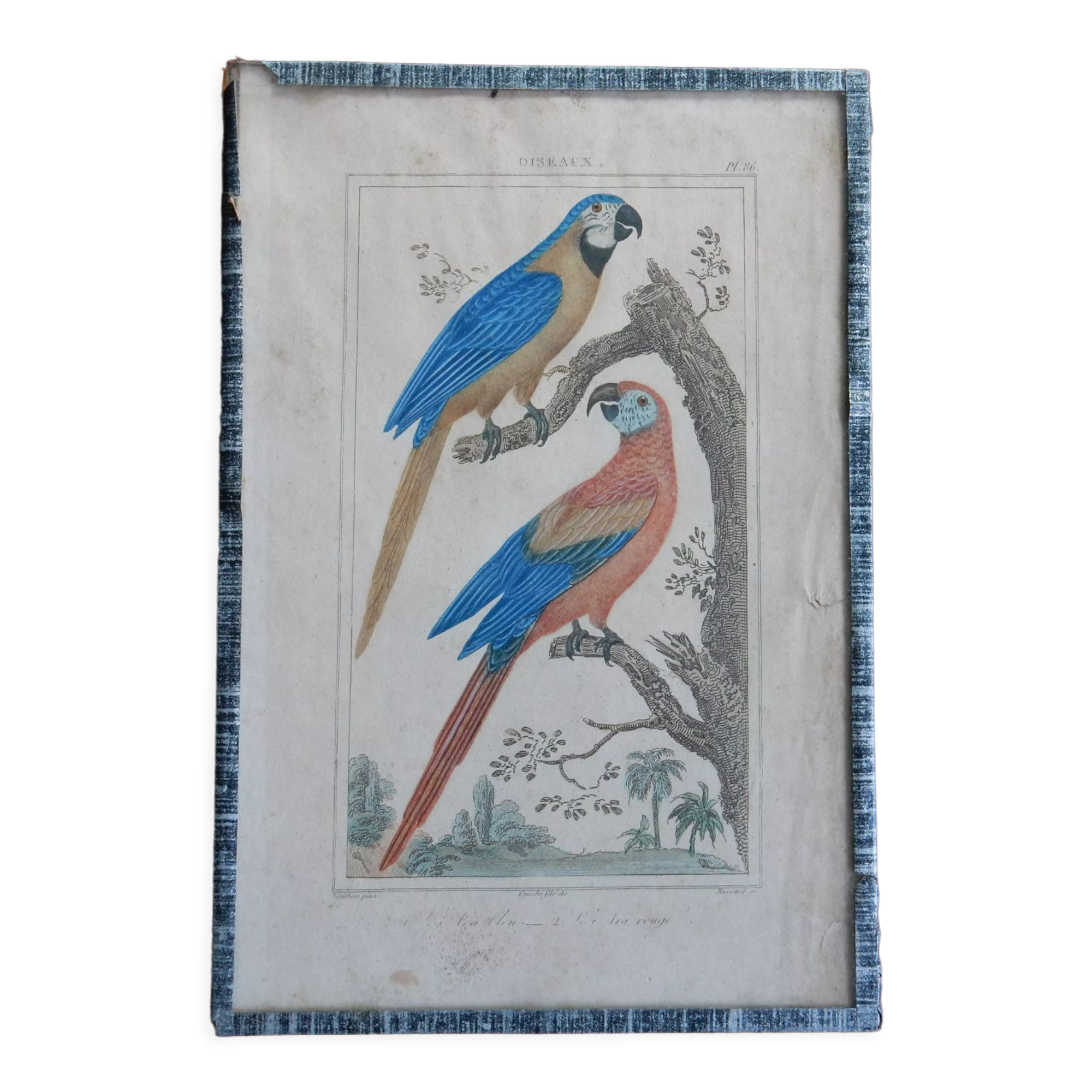 Original engraving 18th century Buffon