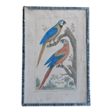 Original engraving 18th century Buffon