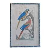 Gravure originale 18ème Buffon