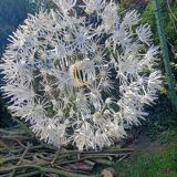 Dandelion pendant light