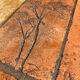 Herbarium coffee table P. Garnier