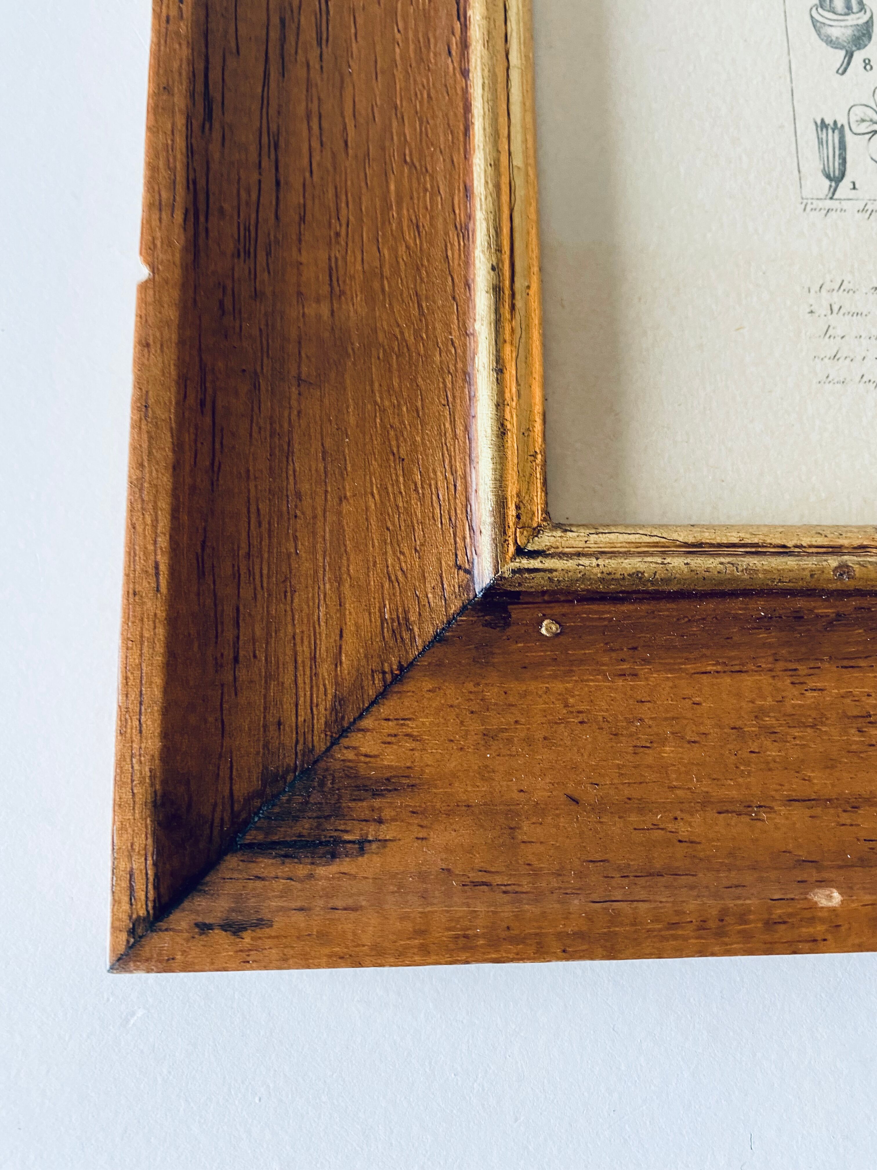 Framed botanical poster