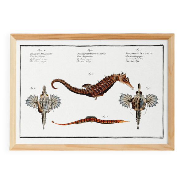 Affiche sur les hippocampes, dragons de mer et poissons-trompettes