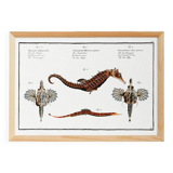 Poster about seahorses, sea dragons and trumpetfish