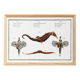 Poster about seahorses, sea dragons and trumpetfish