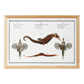 Affiche sur les hippocampes, dragons de mer et poissons-trompettes