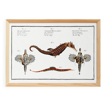 Poster about seahorses, sea dragons and trumpetfish