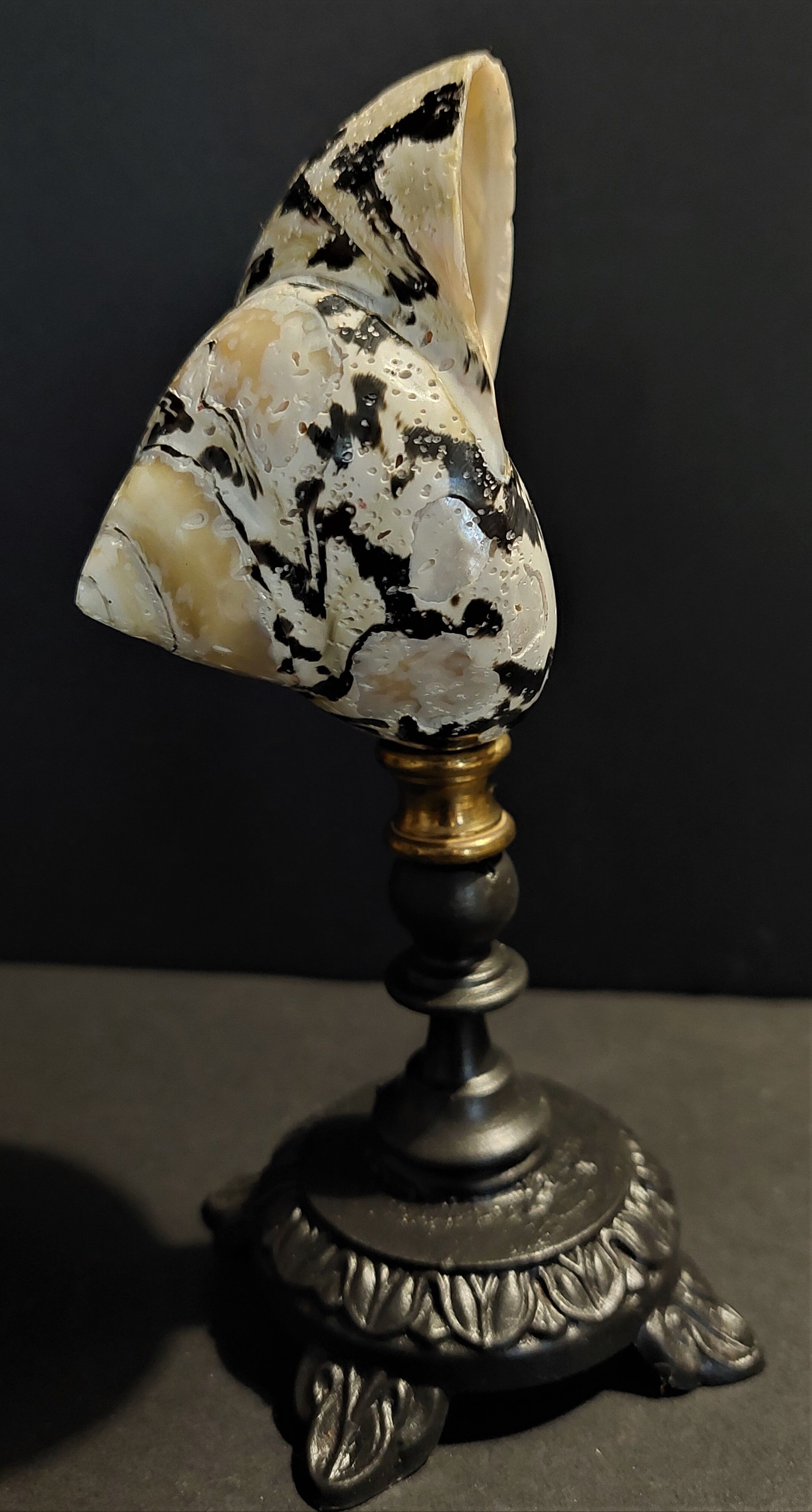 Cabinet of Curiosities cittarium pica shell on base