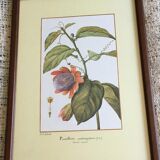 Reproduction of the "Passiflora Quadrangularis" pj redoute under glass. Wooden frame.