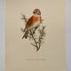 Illustration oiseau des années 60 - La Linotte Mélodieuse - Planche ornithologique vintage