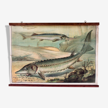 Displays educational sturgeon 1891