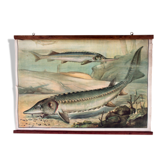 Displays educational sturgeon 1891