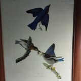set of 3 reproductions of old illustrations by John James Audubon