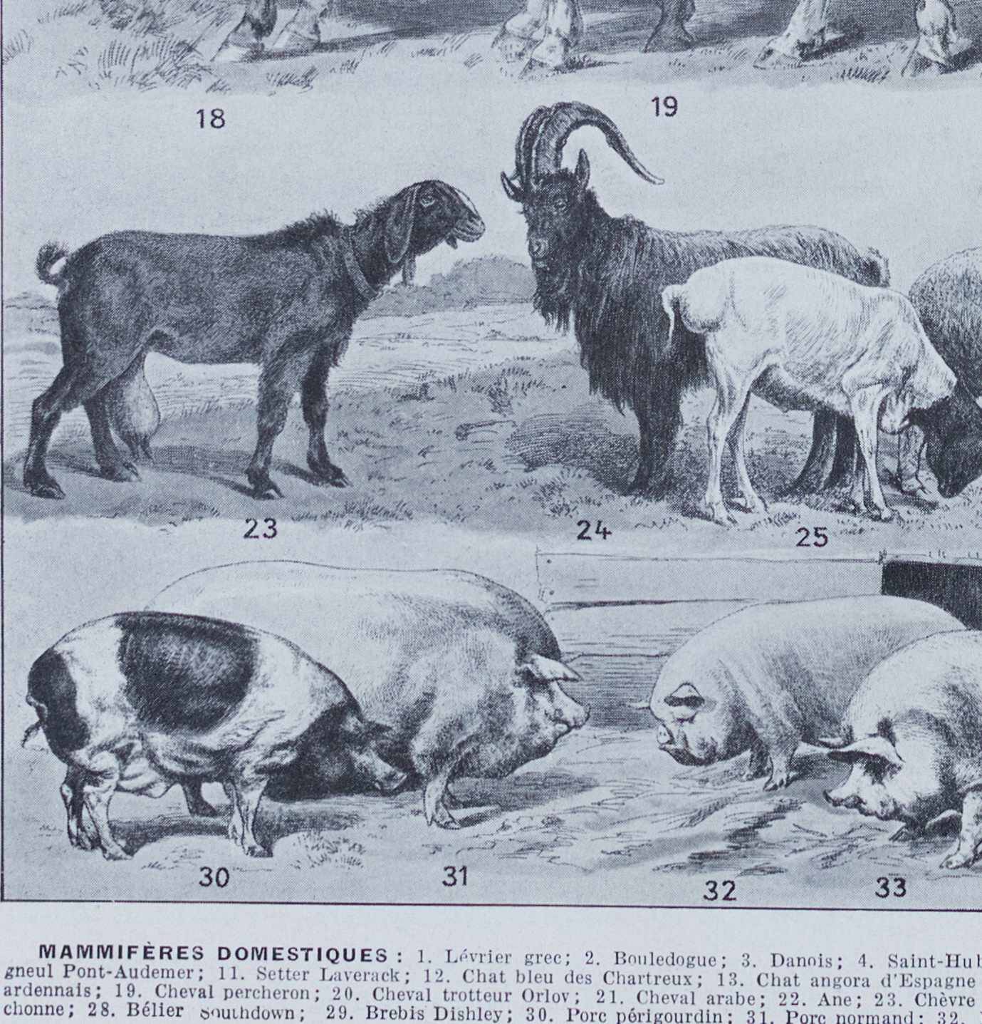 Original plate from 1930: wild and domestic mammals