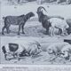 Original plate from 1930: wild and domestic mammals