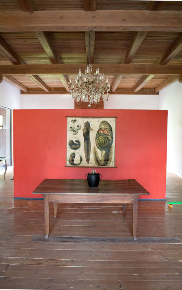 Affiche vintage du début du 20e siècle Paul Pfurtscheller zoologiques mur graphique ''têtard'' 1910