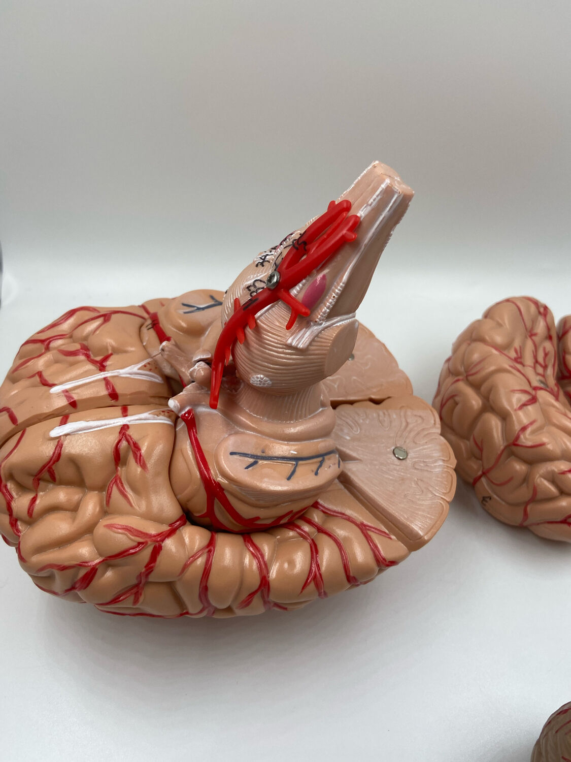 Anatomical brain model