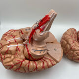 Anatomical brain model